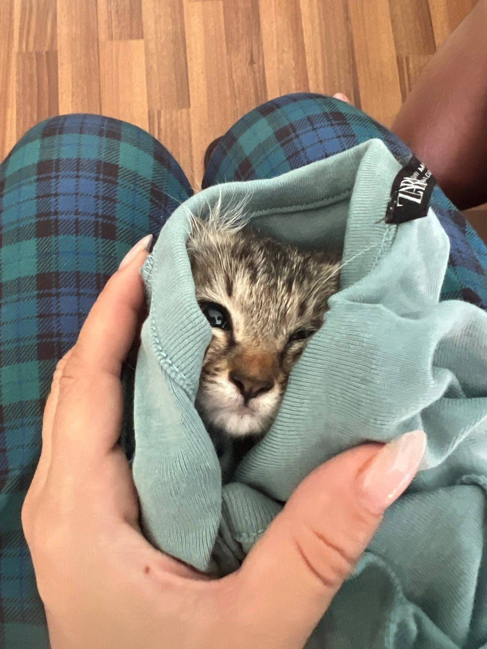 Котенок даром в добрые руки