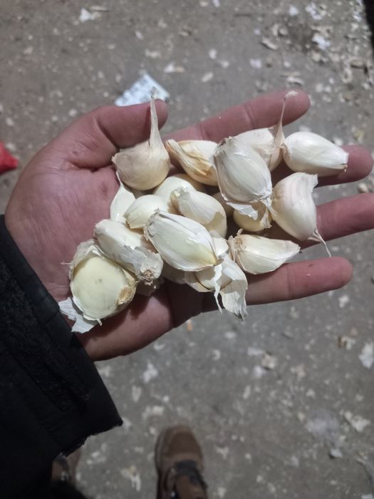 Usturoi de pus în pământ și consum