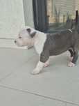 American Bully XL