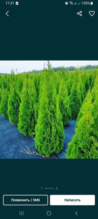 Туя смарагд, Ель голубая, Плодовые деревье, Живая изгородь, Сосна, туя