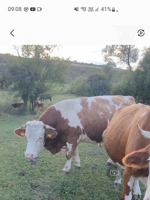 Vând taur bălțat cu certificat de origine
