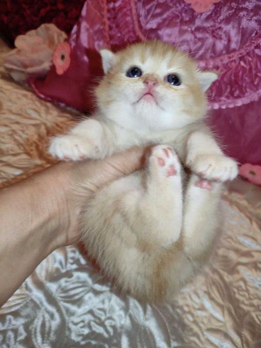 Бронируются котята