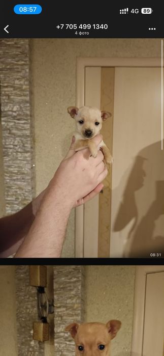 Щенки той терьера