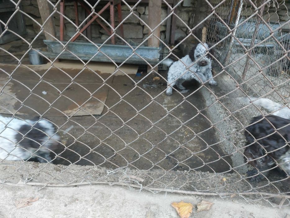 Малки кученца Лагото