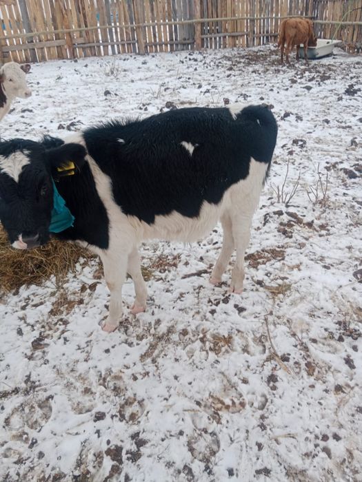 Продам двух бычков