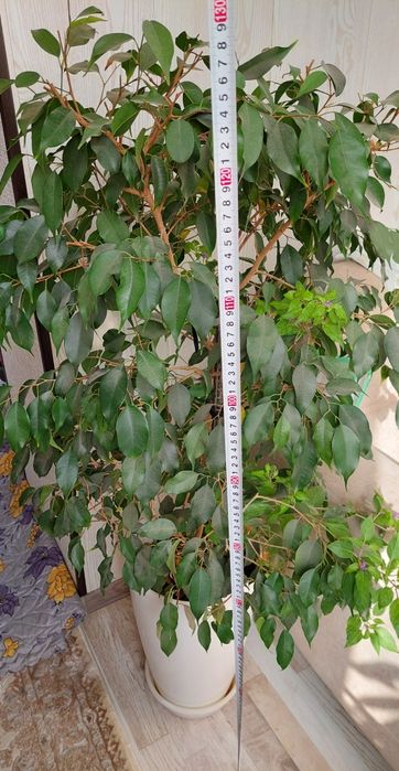 Свой Фикус Бенжамен