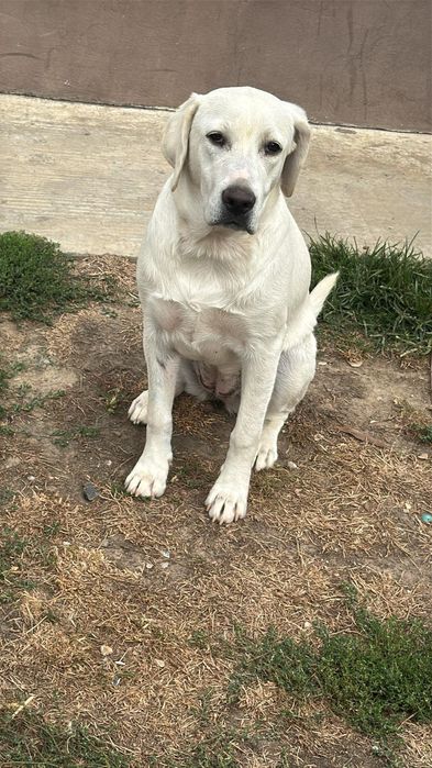 Labrador retriever