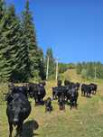Vaci Angus 2000€