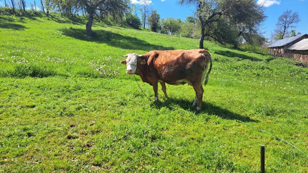 Vând vaca de 7 ani gestanta în 8 luni