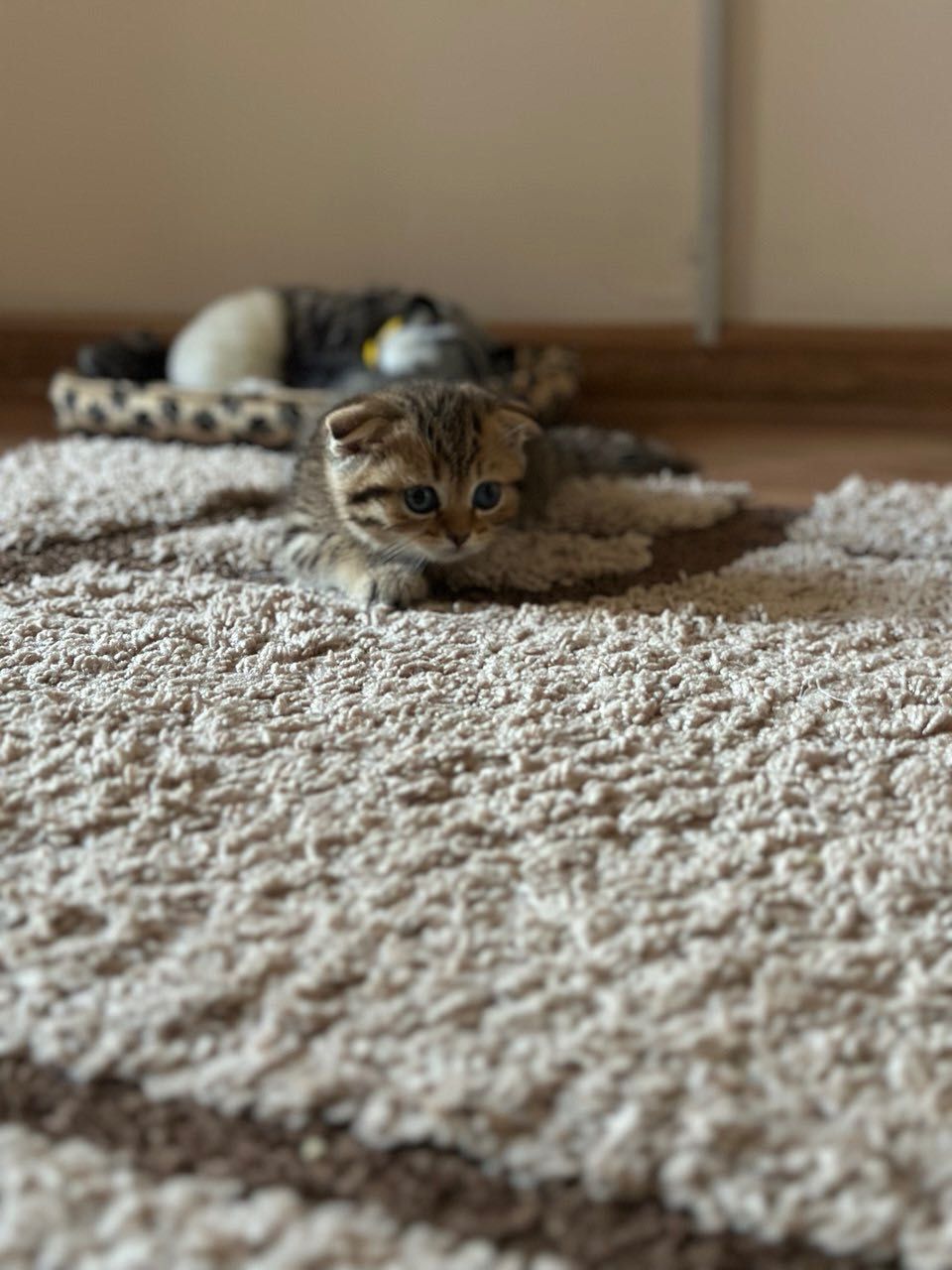 Скоттиш фолд мушукча