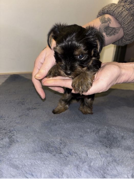 Pui youkshire terrier