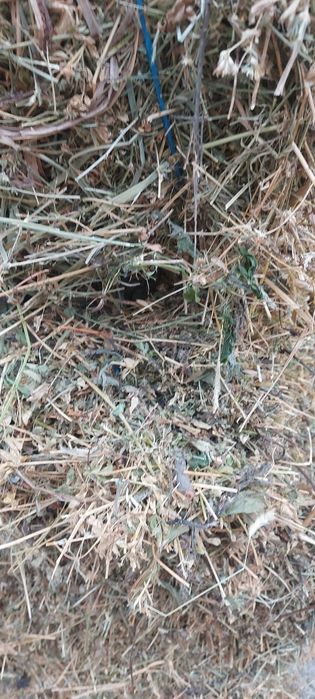 Disponibili baloti trifoi (lucerna)