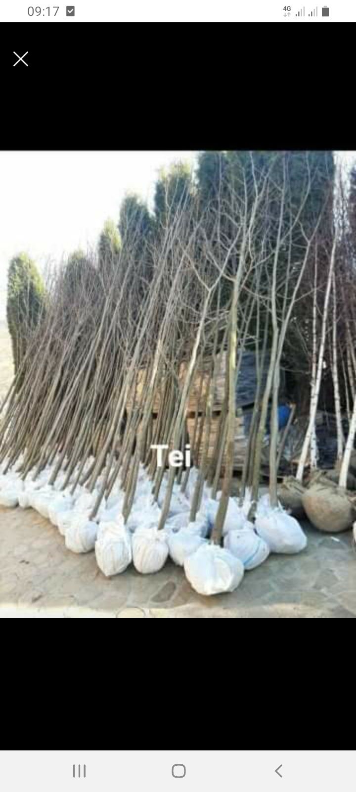 Plante pt gradina