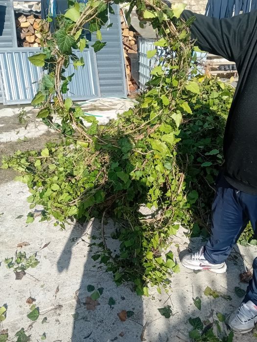 Vând iederă curgătoare agățătoare