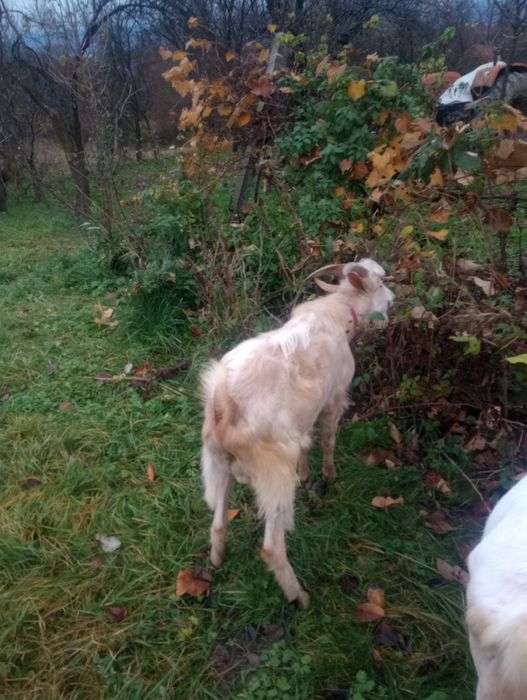 Vând 2 țapi unu alpin și unu sanan