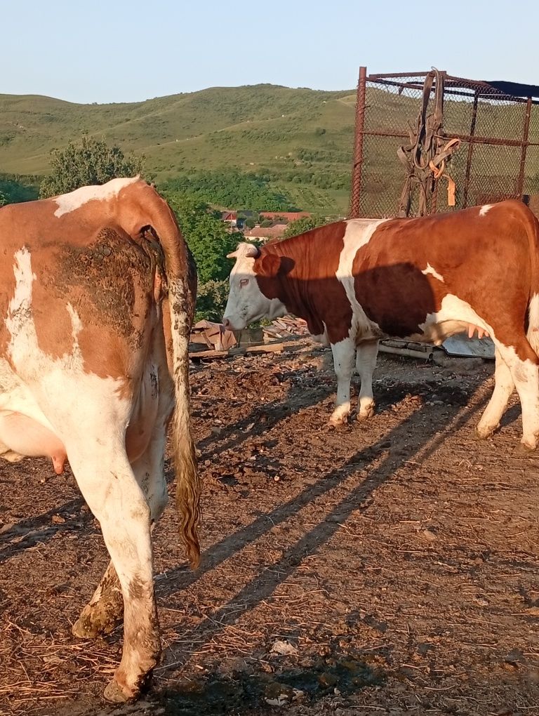 3 junici se dau Dârlos jud sibiu