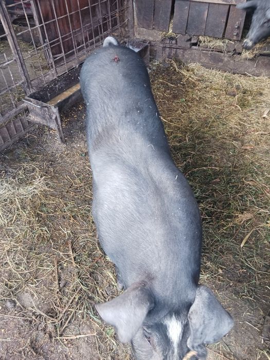 Vând 2 vitei pret negocieabil