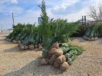 Copacii Ornamentali Arbori Foioase Conifere