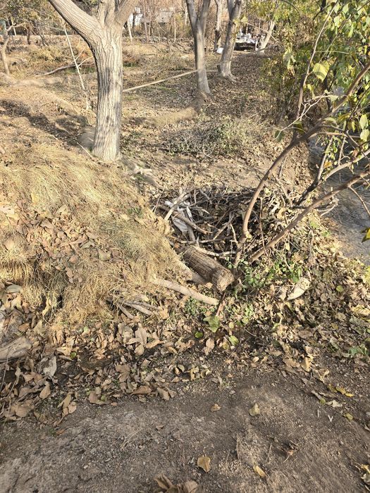 Утин курук  otin utin Дрова  сухой Чирчикда