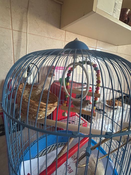 Caută casă nouă , de vânzare