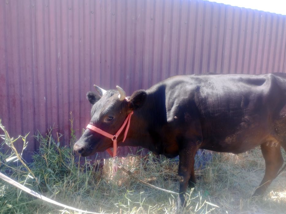 G'unojin 8 oylik bug'o'z 1chi qorin