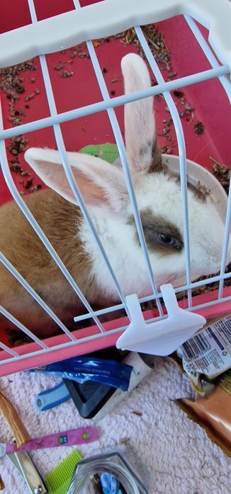 Iepure mascul 5 luni