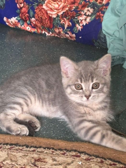 Продам котенка к лотку приучен