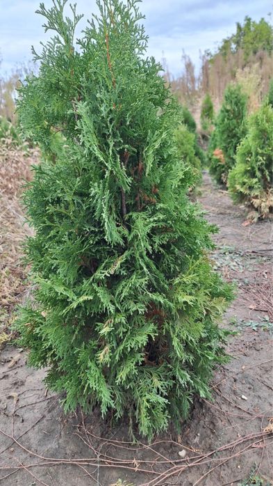 Туя, западна смарагд