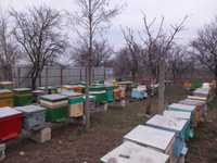 Vand 70 de familii de albine