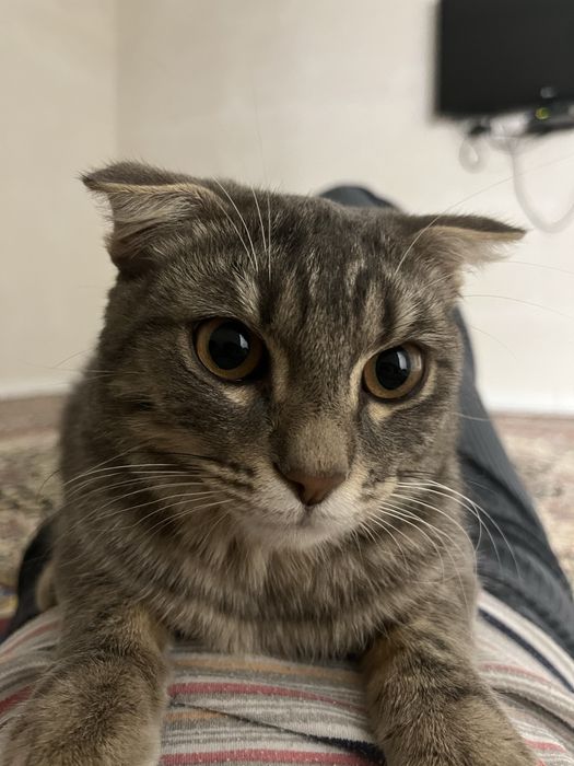Шотландская вислоухая кот