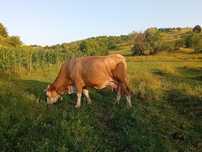 Vaca bună de vanzare