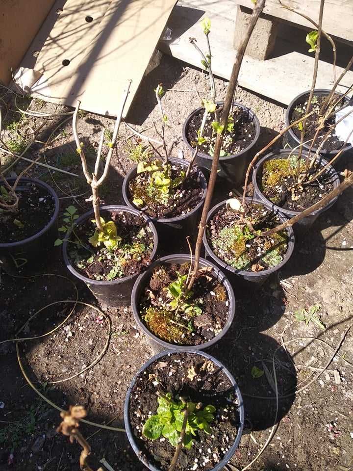 Хортензия -Hydrangea macrophylla Налични 4 вида