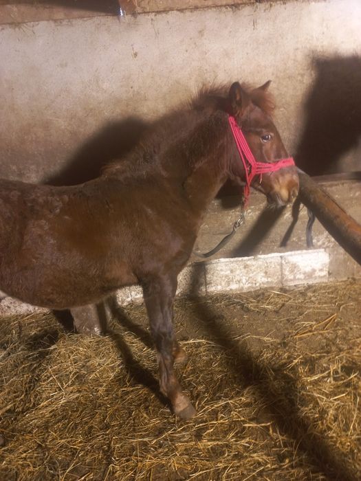 Vând cârlan de 5 luni forte frumos