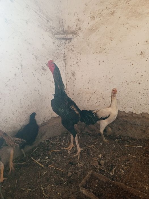 Ganoy juja xuroz  Dekabr oyida 5 kg