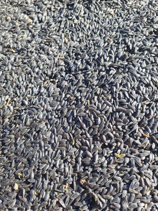 Floare, grâu, an 2025