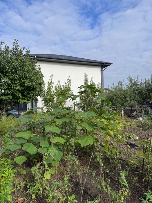 Copaci Pawlonia diferite dimensiuni, de aproape 1 an