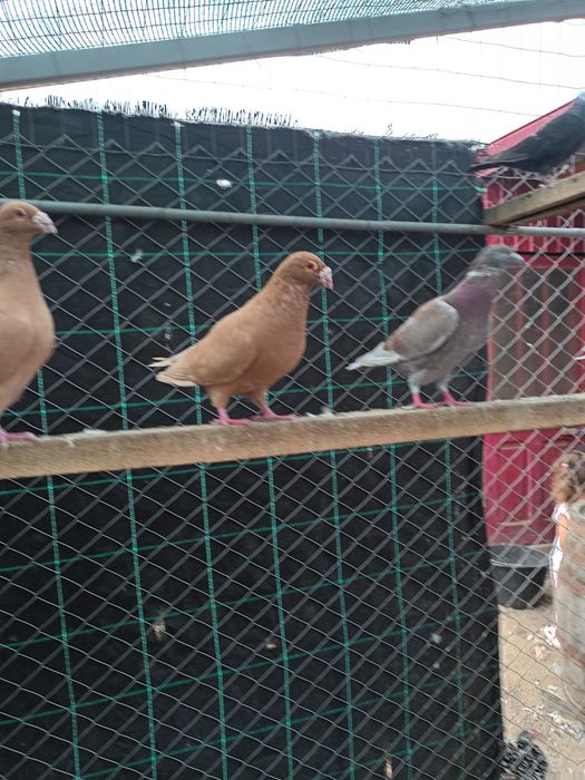 Porumbei voiajori de frumusețe