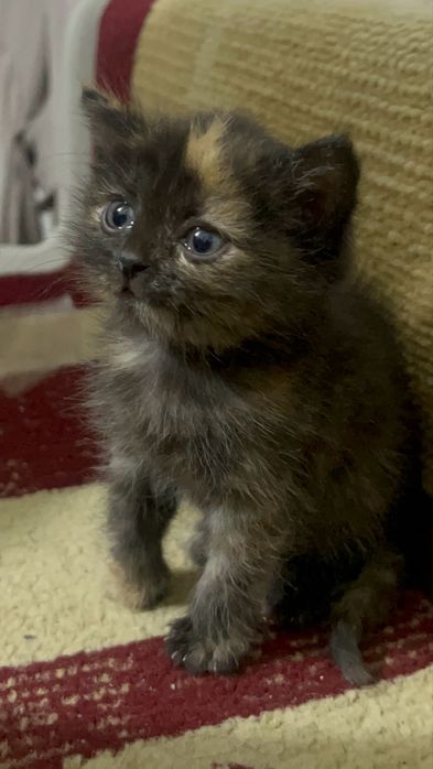 Отдам котенка в добрые руки