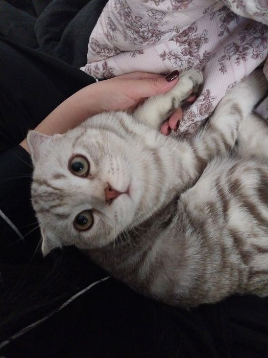 Кота в добрые руки
