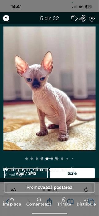 Pisici sphynx sfinx fara par o copanie terapeutica