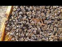 Familii de albine, 20 de stupi