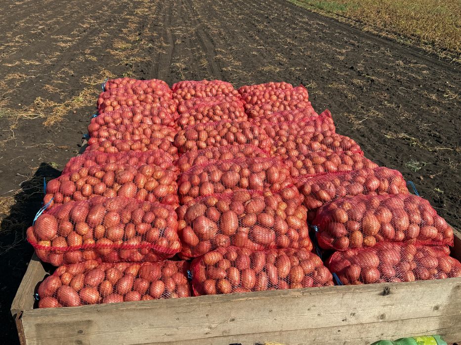 Cartofi de consum galbenii si rosi