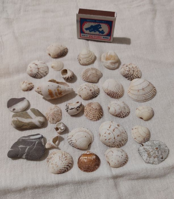 Ракушки натуральные,морские камни для аквариума.За  всё отдам 50 тыс