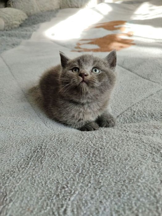 Продается котенок мальчик скотиш страйт