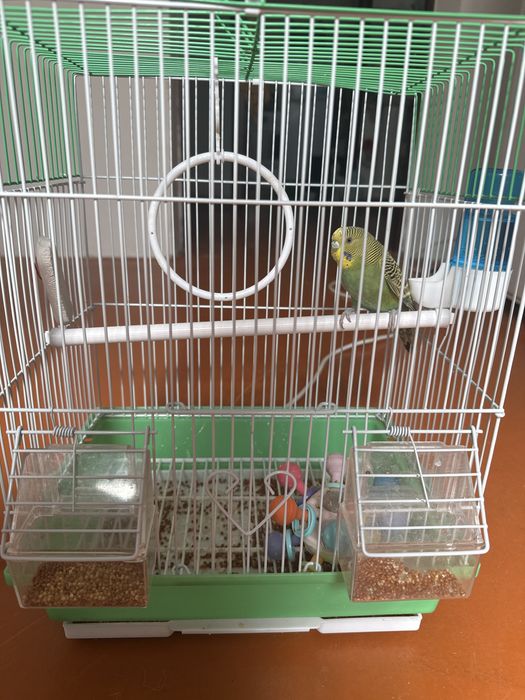 Попугай с клеткой