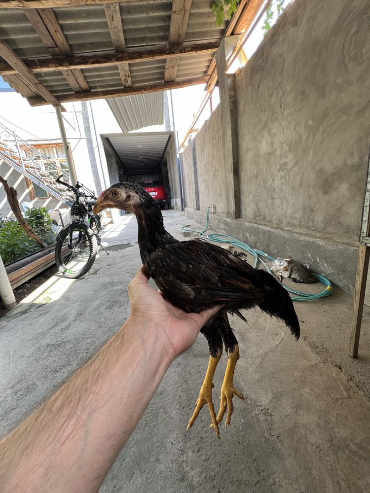 Dakan jojalar sotiladi 8 ta dona
