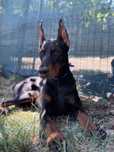 Avem căței doberman