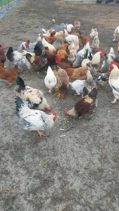 Cocosi de casa.crescuti cu cereale