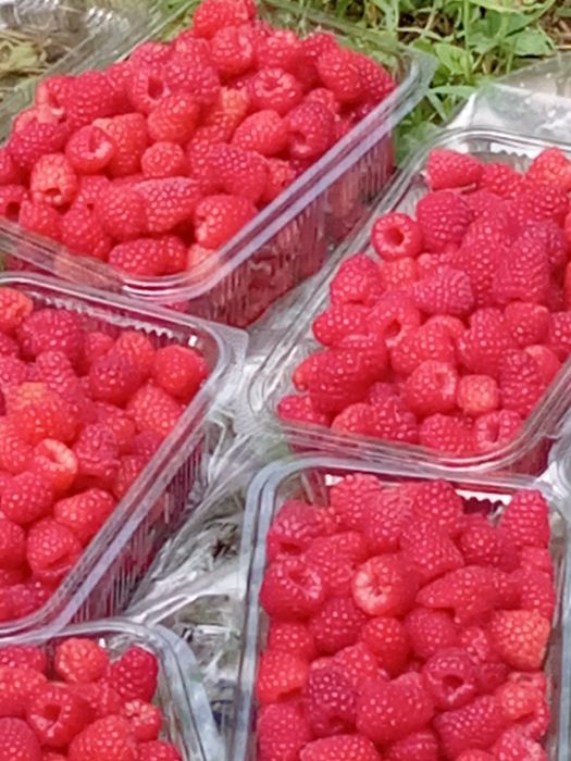 Butași de zmeură Polka