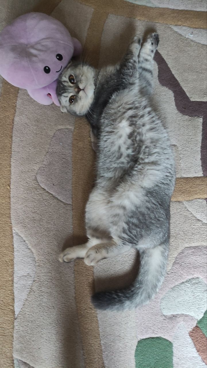 Кошка Скоттиш Фолд